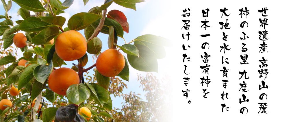 世界遺産高野山の麓 柿のふるさと九度山の大地と水に育まれた日本一の富有柿をお届け致します。
