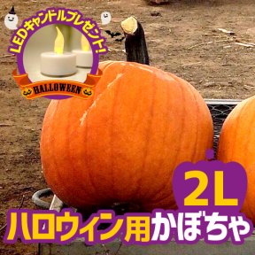 富良野産 ハロウィン用かぼちゃ ハロウィンかぼちゃの販売 きふら Kifura