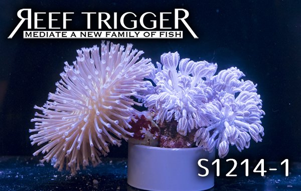 沖縄産ウミキノコ シロスジウミアザミ パクパク セット Reef Trigger