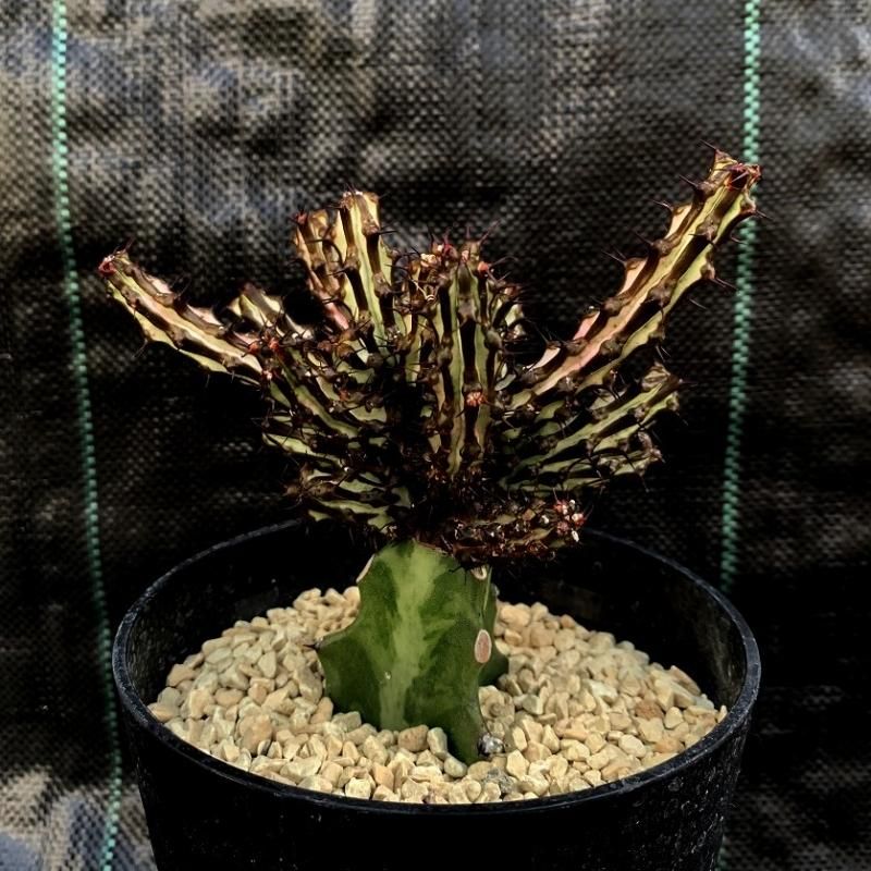 Euphorbia sp. nova somalia hordio SABOSABO STORE Euphorbia sp. nova somalia hordio SABOSABO STORE
