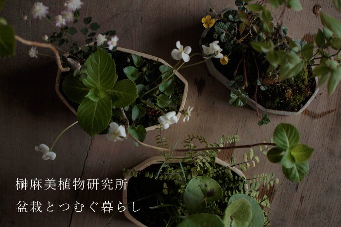 榊麻美植物研究所「盆栽とつむぐ暮らし」