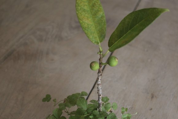 榊麻美植物研究所「盆栽とつむぐ暮らし」連載バックナンバーサムネイル