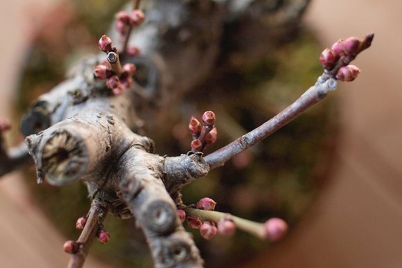 榊麻美植物研究所「盆栽とつむぐ暮らし」連載バックナンバーサムネイル