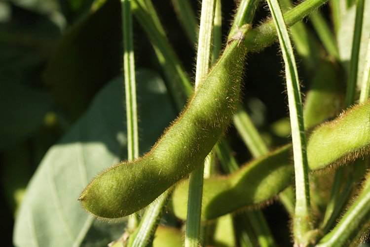 毛豆（青森県の枝豆）の収穫適期を見極める