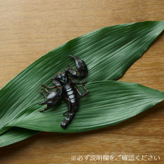 サソリ アジアンフォレストスコーピオン 昆虫食の通販ショップ Takeo