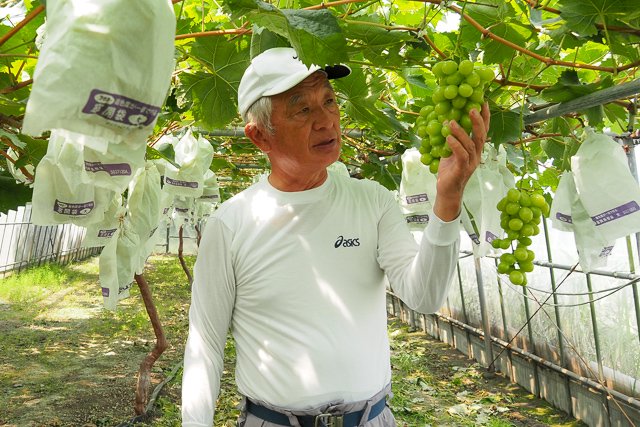 桜島を代表するベテラン農家さんが生産