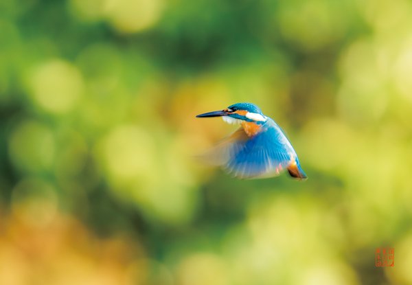 五十鈴川の宝石 幸せの青い鳥 カワセミ 野鳥ポストカード 絵はがき 花鳥風月 写真家kankan シンラショップ