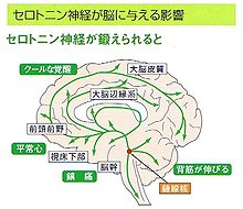 分泌 場所 セロトニン 脳におけるセロトニン神経の特徴