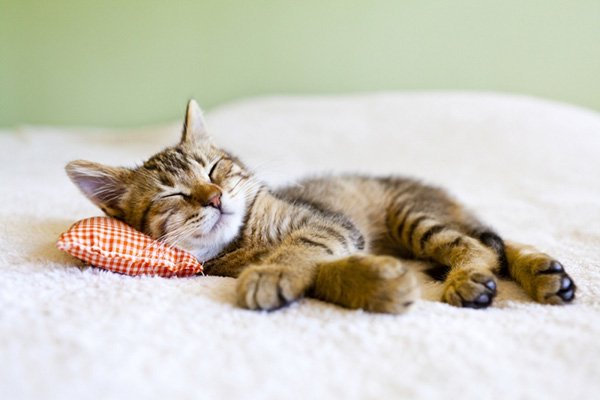 アウトレットの枕で眠る猫