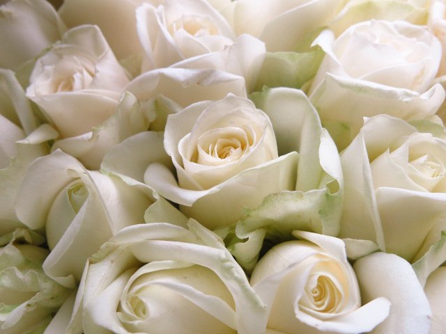 白バラ 花束 50本 白系のバラの花束