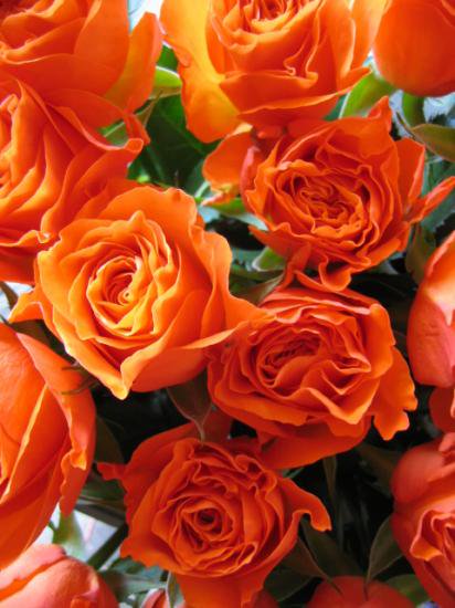 誕生日のプレゼント オレンジのバラ使用 お好きな本数の花束 爽やかなフラワーギフト