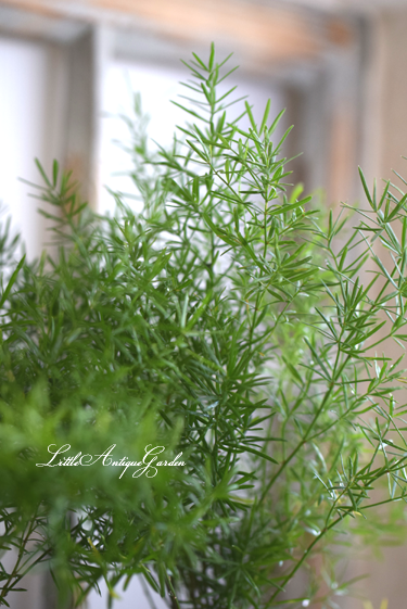 夏の寄せ植えに万能植物 アスパラガス Little Antique Garden リトル アンティークガーデン
