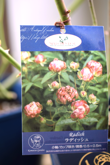 日本生まれの四季咲バラ ラディッシュ Little Antique Garden リトルアンティークガーデン