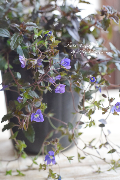 青い小花が可愛い ベロニカ オックスフォードブルー Little Antique Garden リトル アンティークガーデン