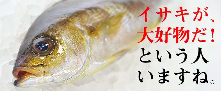九州の一本釣りイサキ
