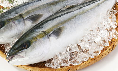 九州の 天然寒ブリ 嫁ぶり を通販で 年末ご予約開始 魚のプロ おぎはら鮮魚店 ー福岡 博多で130年