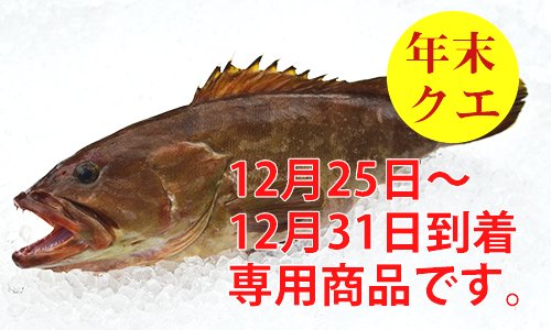 年末 九州の天然クエ アラ 4 5kg 12月25日 31日到着 魚のプロ おぎはら鮮魚店 通販ー博多で130年