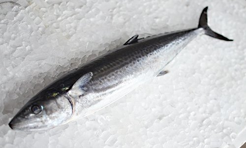 九州の天然寒鰆 サワラ を通販で 魚のプロ おぎはら鮮魚店 通販ー博多で130年