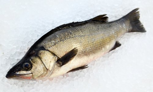 九州の天然ヒラスズキ 平鱸 を通販で 魚のプロ おぎはら鮮魚店 通販ー博多で130年