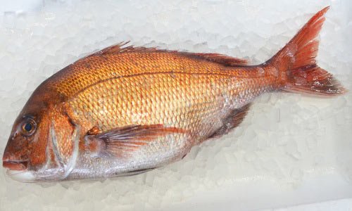 九州の天然真鯛 1kg前後 魚のプロ おぎはら鮮魚店 通販ー博多で130年