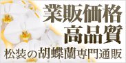 松装の胡蝶蘭通販 ハナマツ