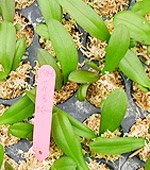 胡蝶蘭の開花方法　重なる植え替え