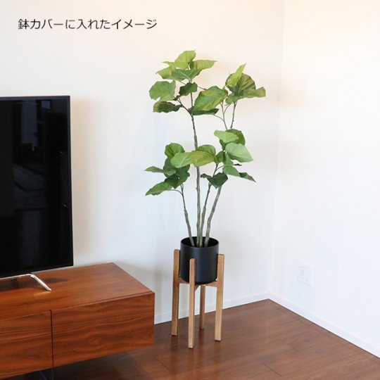 観葉植物ウンベラータ1cm