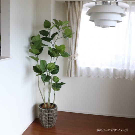 観葉植物ウンベラータ165cm