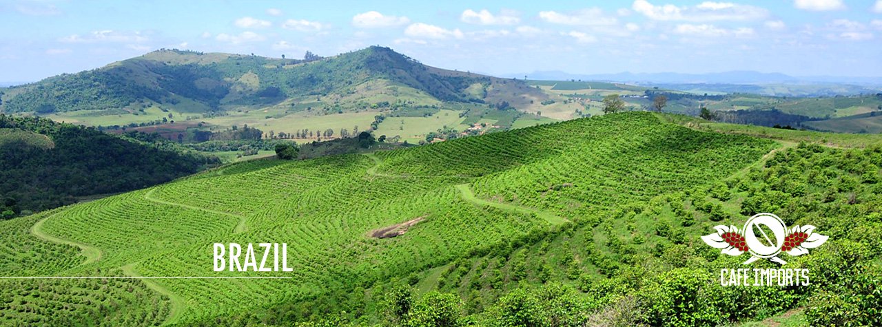コーヒー生豆生産地風景〜ブラジルのスペシャルティコーヒー