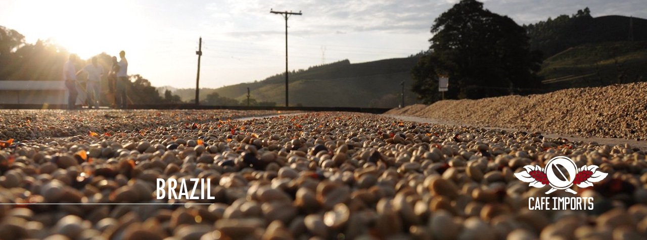 コーヒー生豆生産地風景〜ブラジルのスペシャルティコーヒー