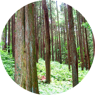 浜松市天竜区の森のイメージ画像