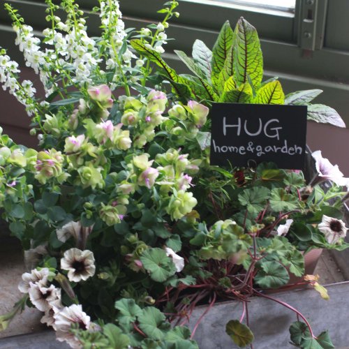 Hug Home Garden オリジナルgarden寄せ植えセット