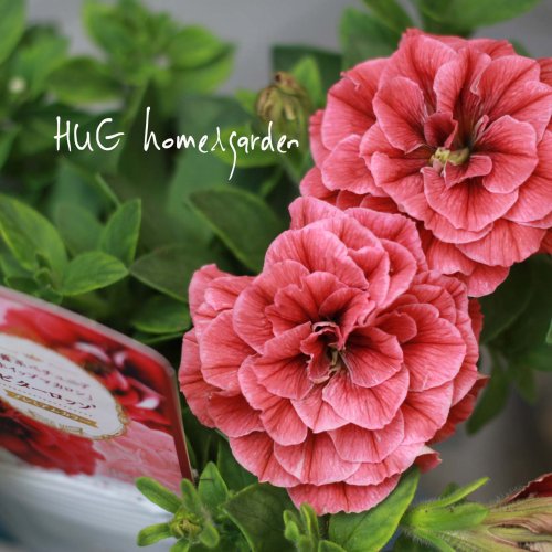 Hug Home Garden ペチュニア ホイップマカロン ビターロッソ