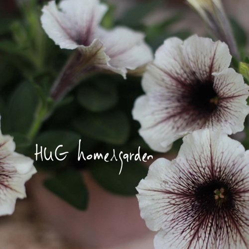 Hug Home Garden ペチュニア カプチーノ