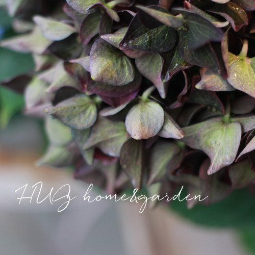 Hug Home Garden 紫陽花 ディープパープル