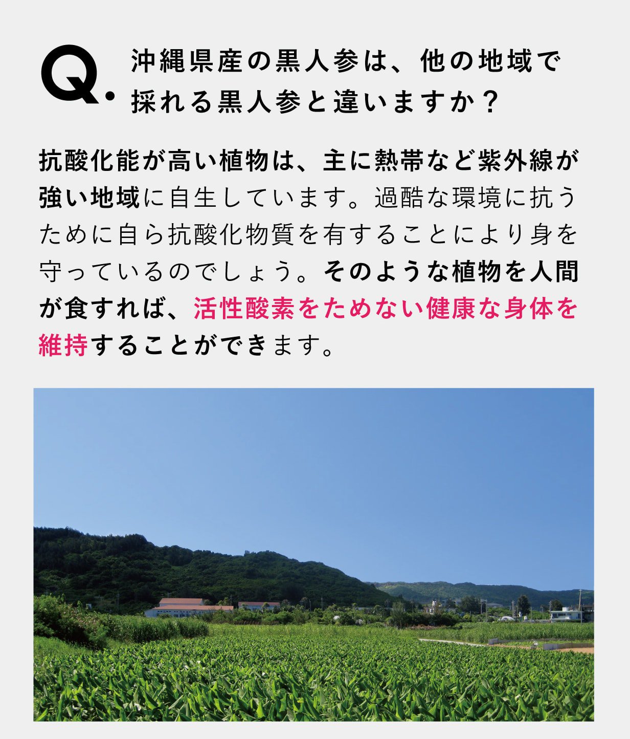 沖縄県産の黒人参は、 他の地域で採れる黒人参と違いますか？