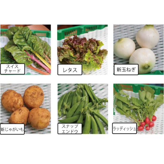 野菜 約6種類 春夏の野菜サラダセット 鹿児島の農家のお野菜直送いたします 天文館 まちの駅 ゆめりあ