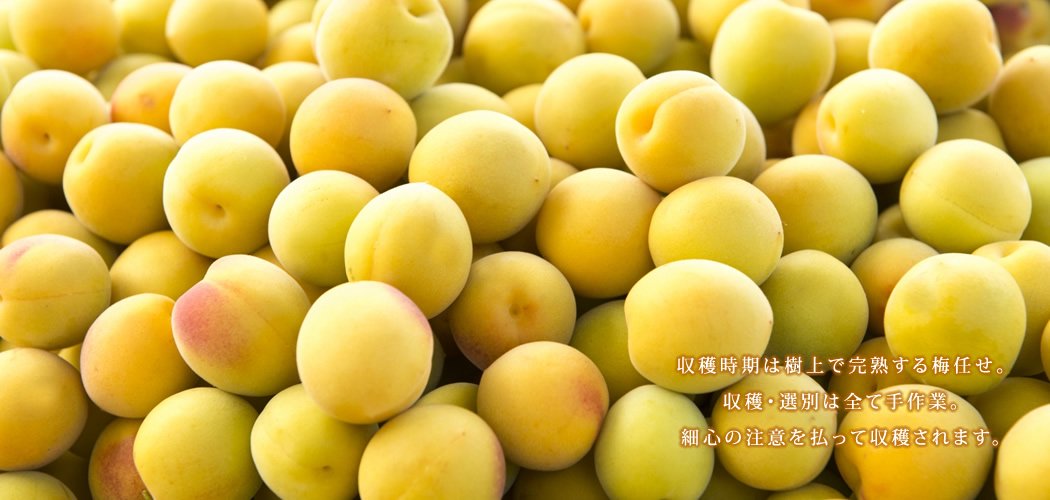 溢れる透明感と杏にも桃にも似た、芳醇なフレーバー。加工後も残る芳醇な香りが特徴の黄金の梅をカリョー福ノ和からお届けします。