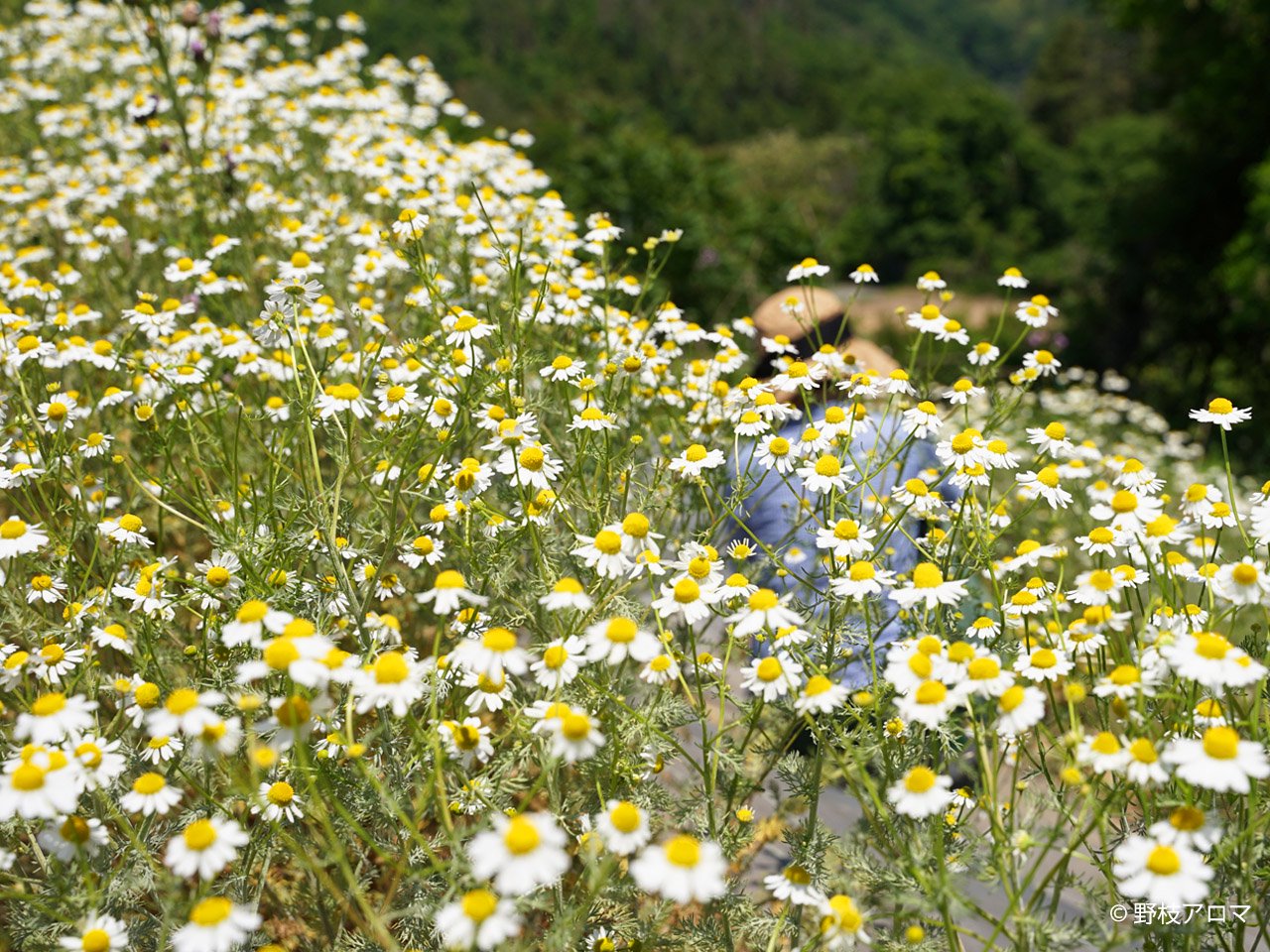 NARD JAPAN（ナード・アロマテラピー協会）の農場に咲くカモマイルジャーマン
