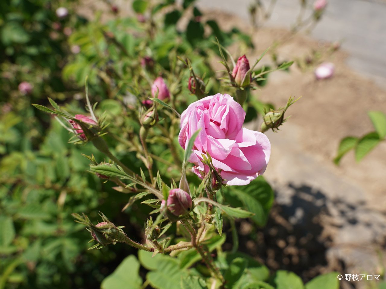 NARD JAPAN（ナード・アロマテラピー協会）の農場に咲くローズ