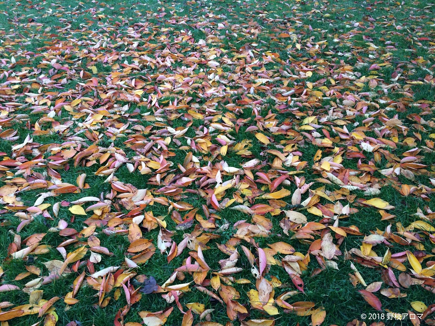 ヴァンセンヌの森の落ち葉たち