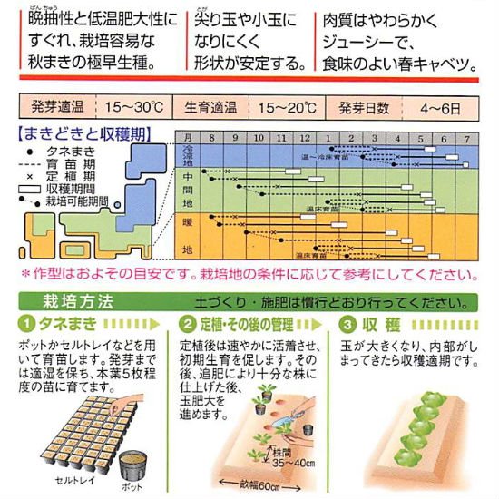 キャベツの種 春波 F1 種の専門店 松尾農園 オンラインショップ