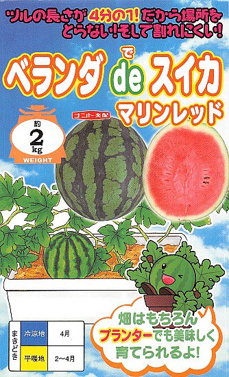 小玉スイカの種 ベランダ De スイカ マリンレッド F1 種の専門店 松尾農園 オンラインショップ