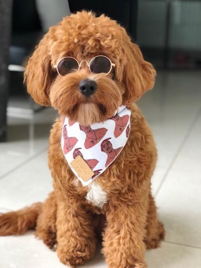Pet Sunglasses Copper Pablo Co ペットサングラス パブロ コー Beast Coast 海外デザイナーズによる愛犬の日用品