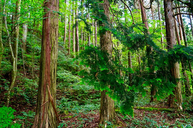 岡山県新庄村のひのきの森