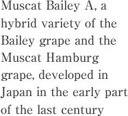 Muscat Bailey A, a hybrid variety of the Bailey grape and the Muscat Hamburg grape, developed in Japan in the early part of the last century