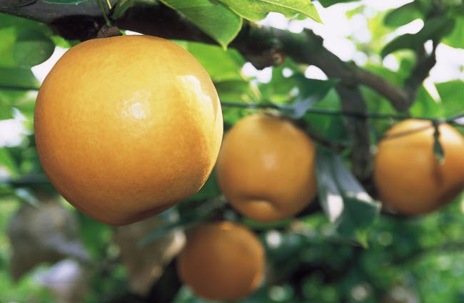 梨も特産品で有名！伊万里の自然が満喫できる様々なスポット
