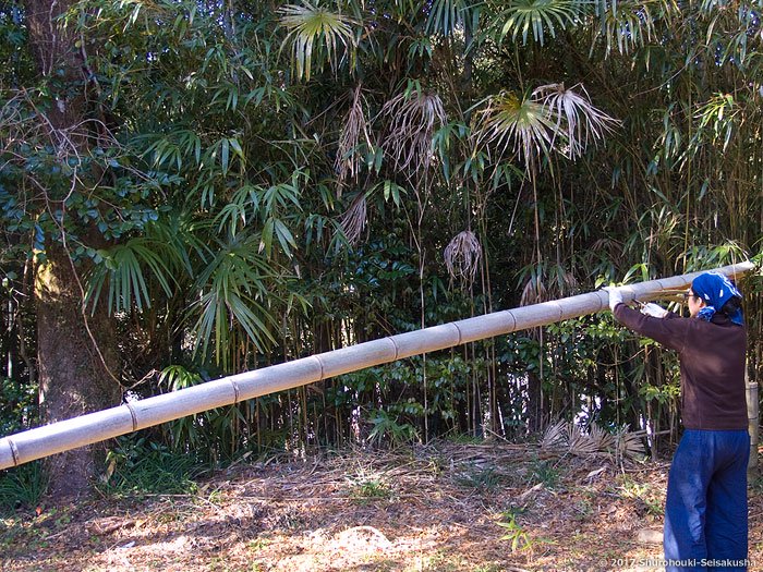 コウガイ用の孟宗竹を伐採