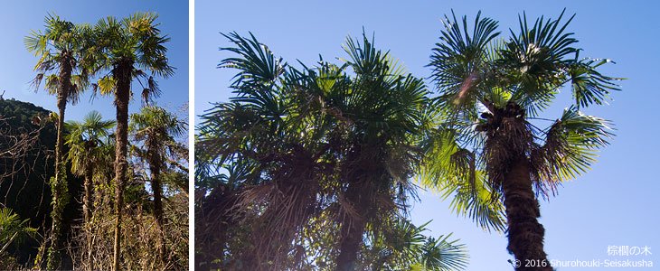 皮箒」 - 棕櫚の樹皮をそのまま束ねた昔ながらの棕櫚箒 - 棕櫚箒製作舎