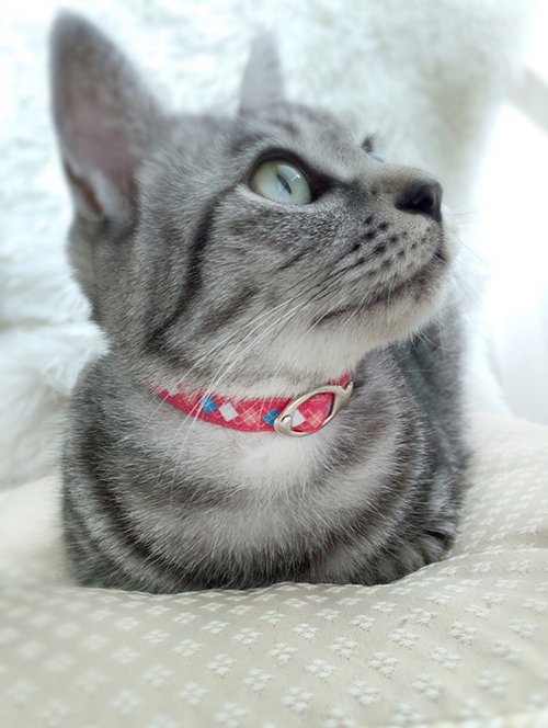 ハンドメイドの猫首輪を通販で購入するなら【umuumu】〜かわいいだけじゃなく丈夫な猫首輪〜